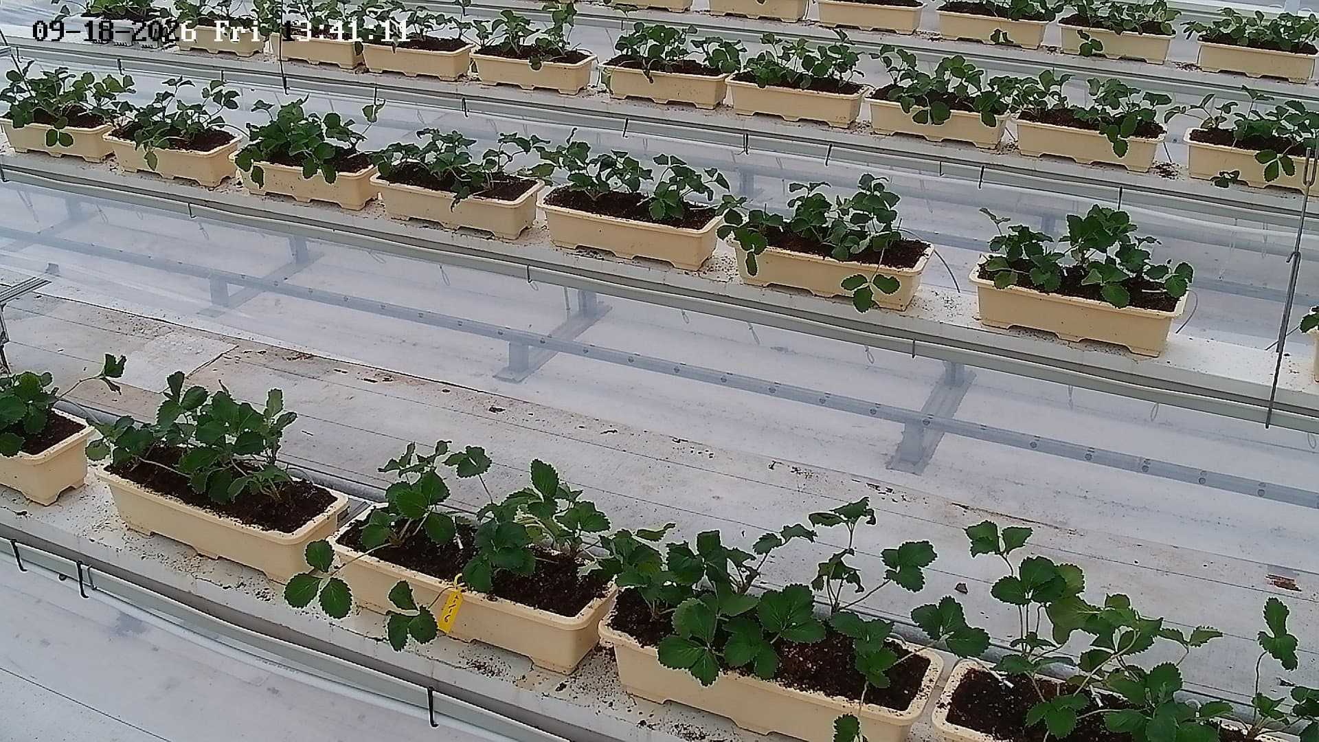 farm_10_device_71_data_10007110_20260918134112.jpg