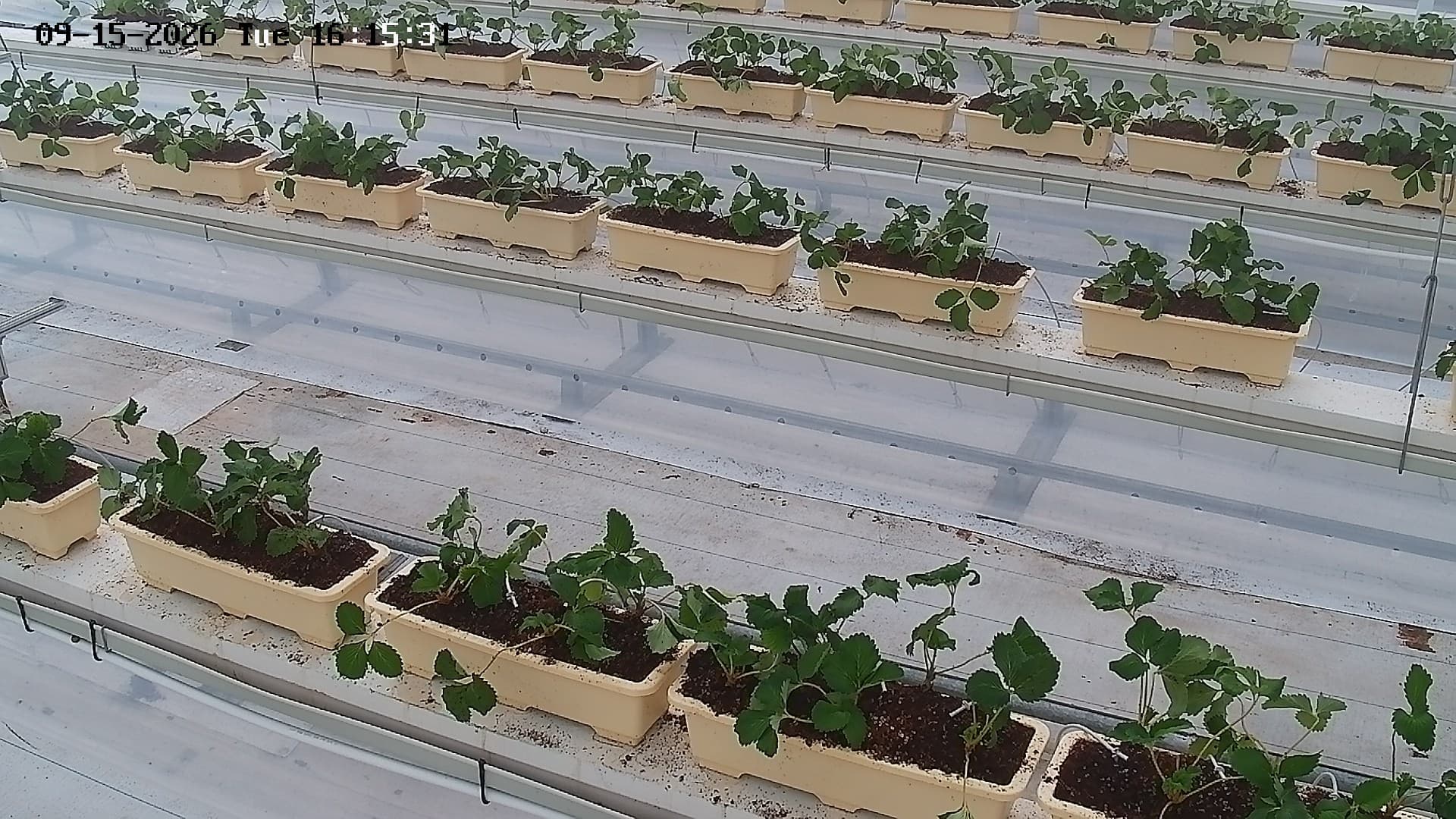 farm_10_device_71_data_10007110_20260915161531.jpg