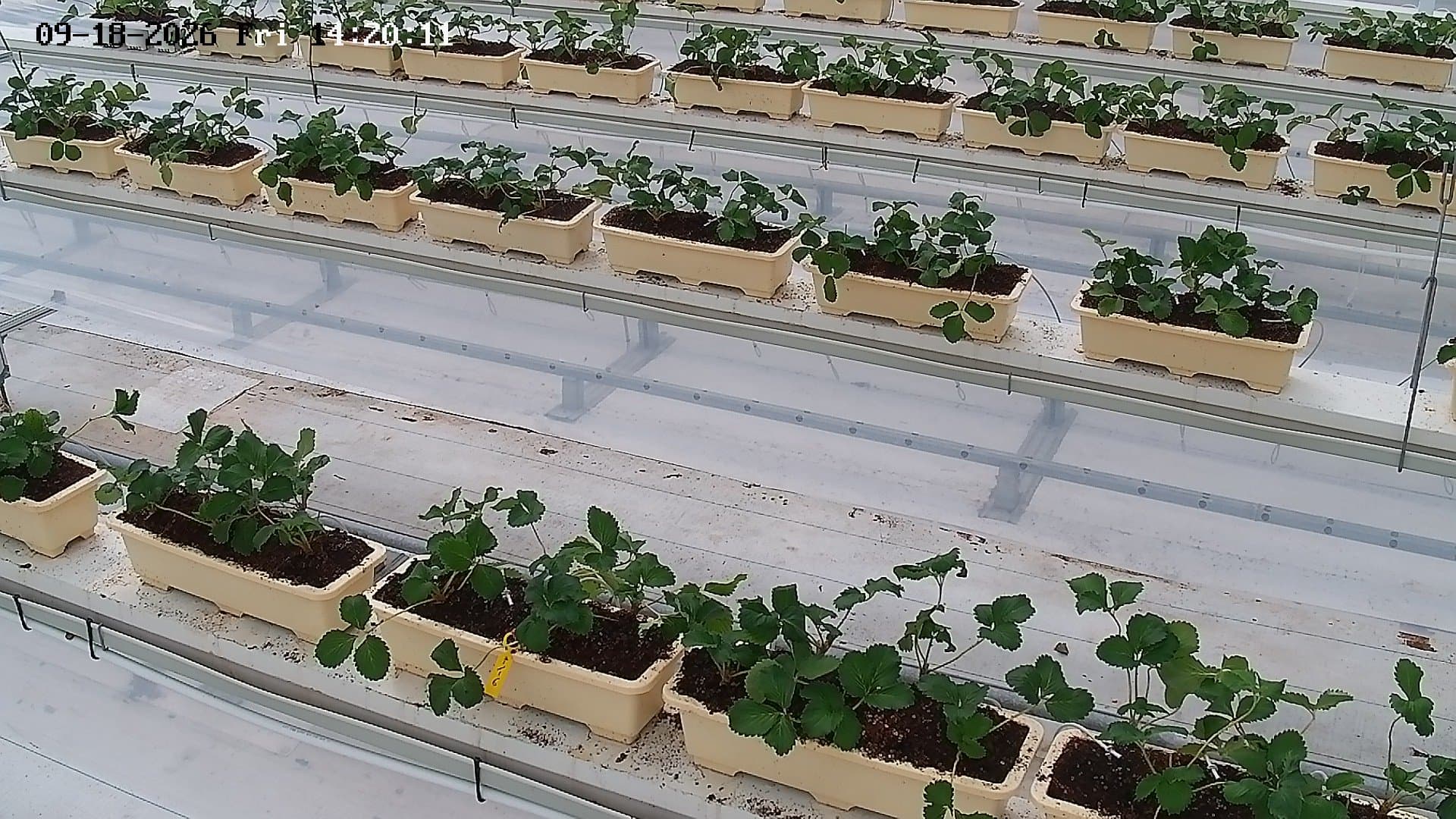 farm_10_device_71_data_10007110_20260918142012.jpg
