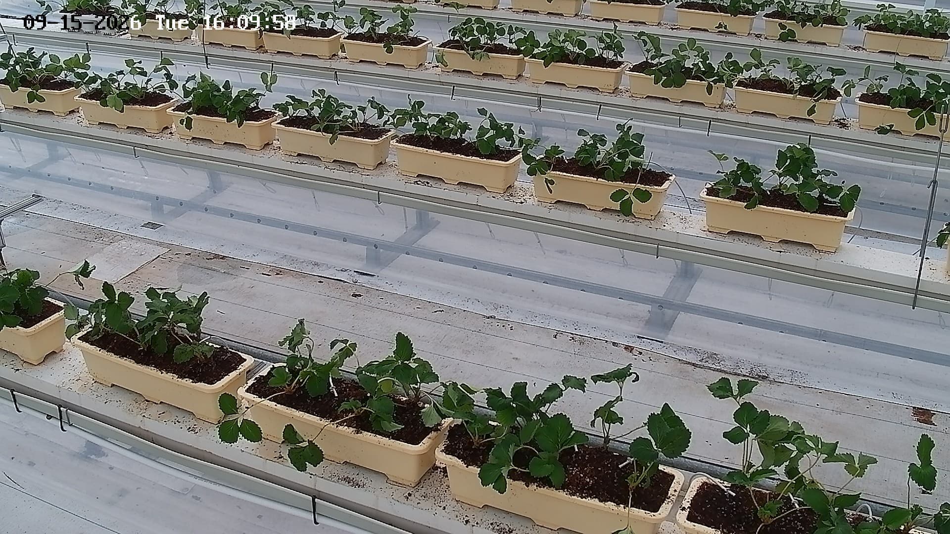 farm_10_device_71_data_10007110_20260915160958.jpg