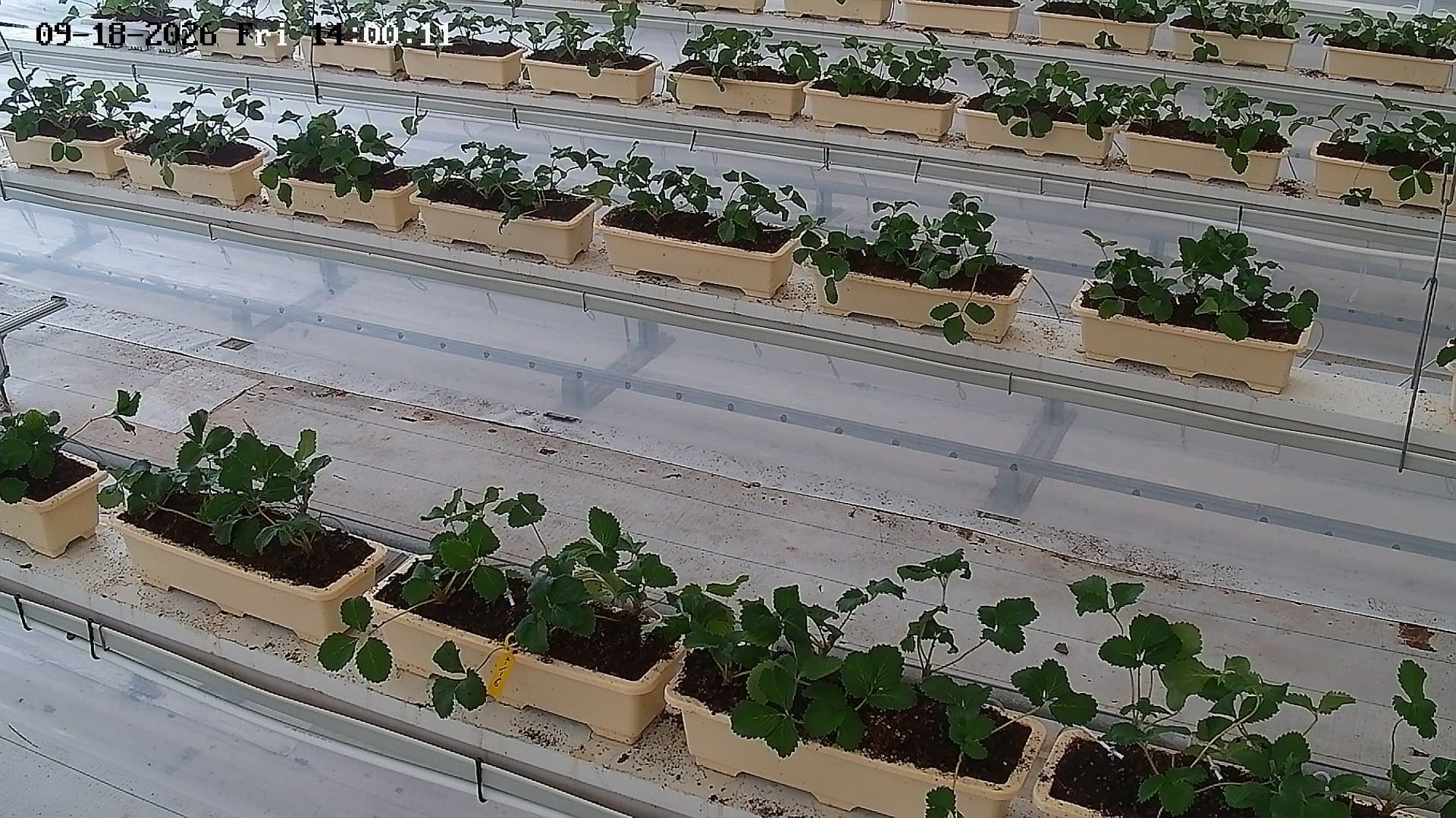 farm_10_device_71_data_10007110_20260918140012.jpg