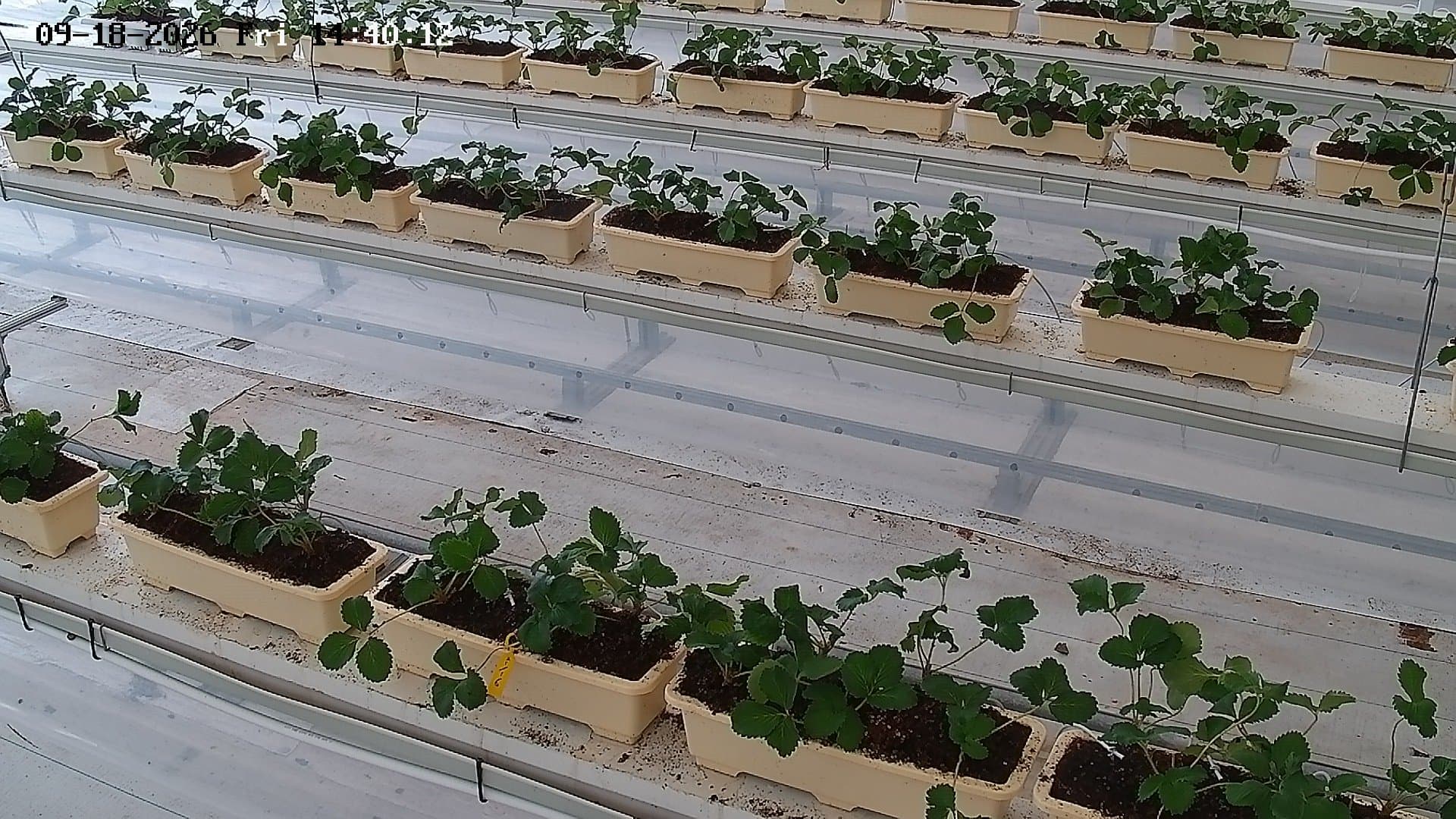 farm_10_device_71_data_10007110_20260918144012.jpg